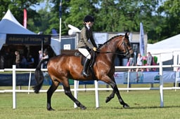 A46_0640 2026