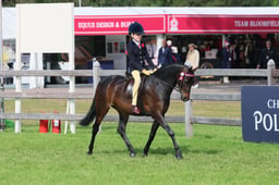 127 Novice Show Pony 128cm