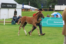 Class 2 Foals