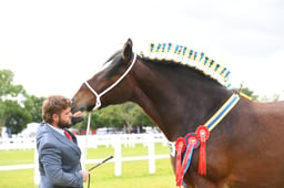 CLH271 Shire Brood Mare