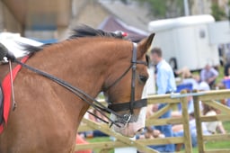 Clydesdales