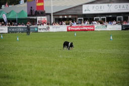 Sheep Dog Trials