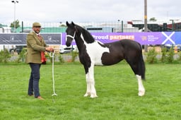 471 CHAPS Native Yearling