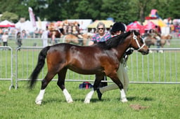 C33_1055 2026