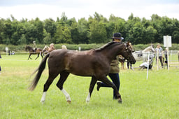 42 Welsh B Baren Mare or Gelding