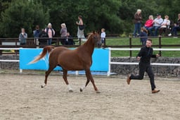 Senior Mare Championship