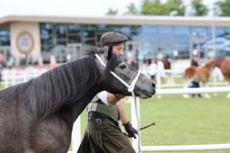 424 Two Year Old Filly
