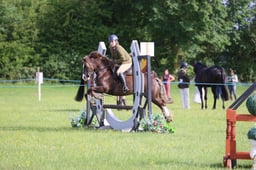 77 Open Working Hunter Pony 75cms