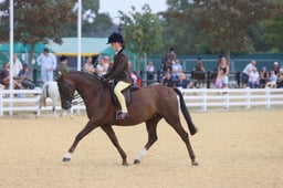 106A Show Hunter Pony 123cm