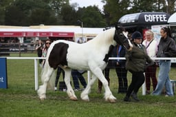 E31_0880 2026