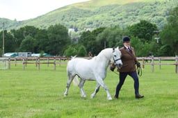 H54 Dartmoor Gelding