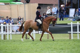 Intermediate Show Riding Type