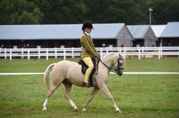 281 M&M Mixed Ridden Mare Small