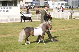 374 Stallions