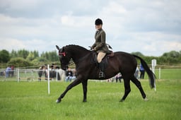 69 LIHS Large Riding Horse