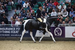 Coloured Non-Native Horse of the Year