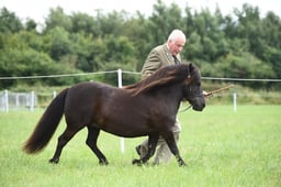 Supreme Shetland Championship