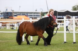 428 Geldings