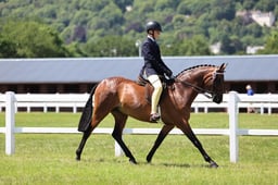 H167 HOYS Show Pony 148cms