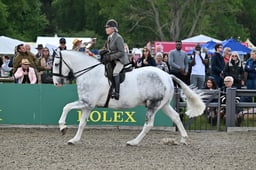 40 Maxi Cob
