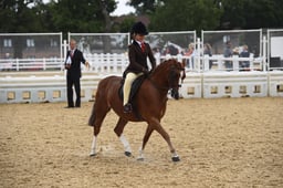 121D Show Hunter Pony 123cm