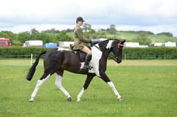 15 HOYS CHAPS Non Native Horse