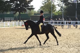 112C Show Pony 128cm