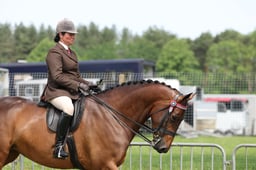 37 HOYS Large Riding Horse