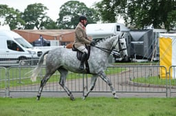 20 BSHA Novice Ridden Hunter