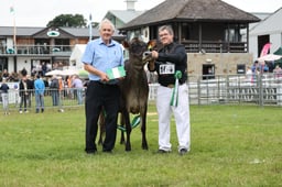 Supreme Champion Dairy Heifer