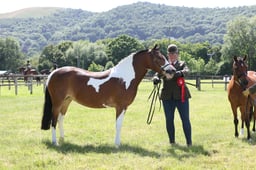 H244 SFAS Amateur In Hand Plaited