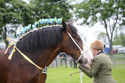 SH4 Shire Barren Mare