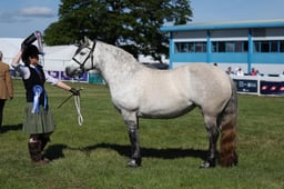 Highland Young Handlers