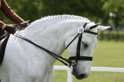 145 Pre-Senior Ridden