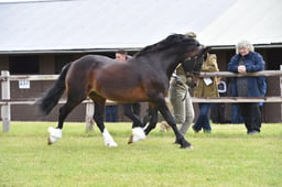 CLH76 Welsh C Stallion