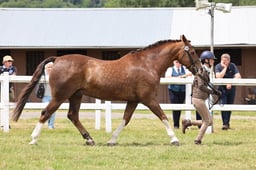 Z43_6018 2026