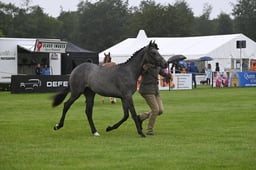 R37_2833 2026