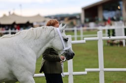 498 Mares & Foals