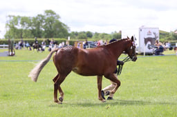 J36_6163 2026