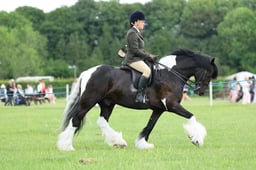H36_7294 2026
