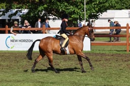 138 Novice Show Pony 128cm