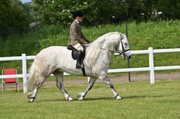 CLH17 Novice Ridden DalesFellHigh