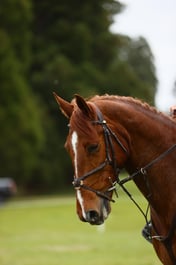 433 ARDNACASHEL ROSSINI