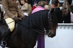 M&M Ridden Dales Pony of the Year