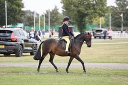 116C Show Pony Mini Championship