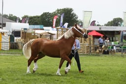 Welsh Section D