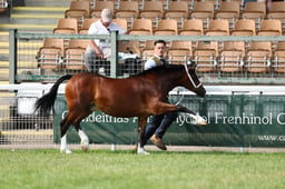 51 Best Yearling