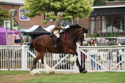 10 HOYS Ridden Heavy Horse