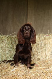 Baxter