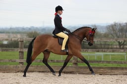 Class 96 RIHS Ridden PBA Pony